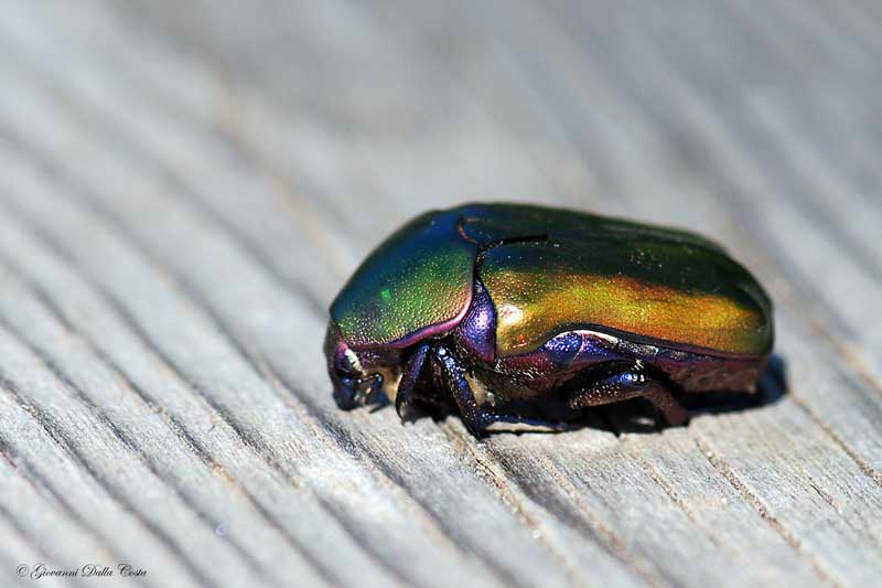 Cetonia arcobaleno